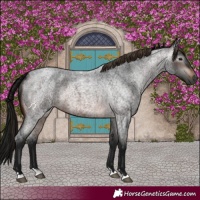 Horse Color:Gray Brown Roan