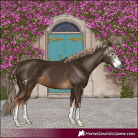 Horse Color:Gray White Spotted Chocolate Palomino