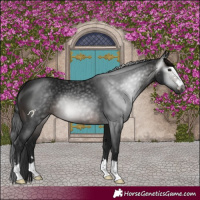 Horse Color:Gray Brown