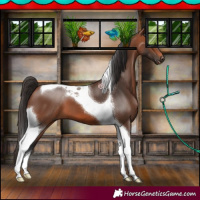 Horse Color:Bay Tobiano 