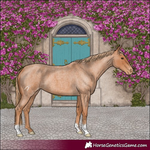 Horse Color:Red Roan Appaloosa 
