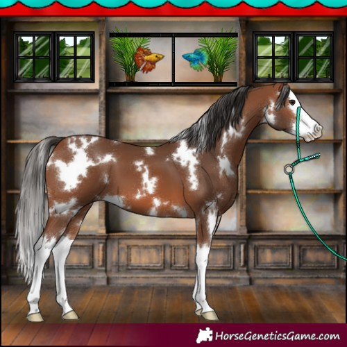 Horse Color:White Spotted Bay Splash 