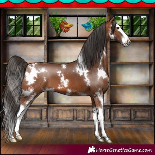 Horse Color:White Spotted Bay Splash 