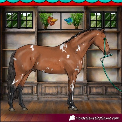 Horse Color:White Spotted Bay 