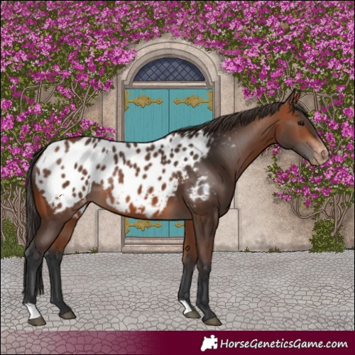 Horse Color:Bay Appaloosa 