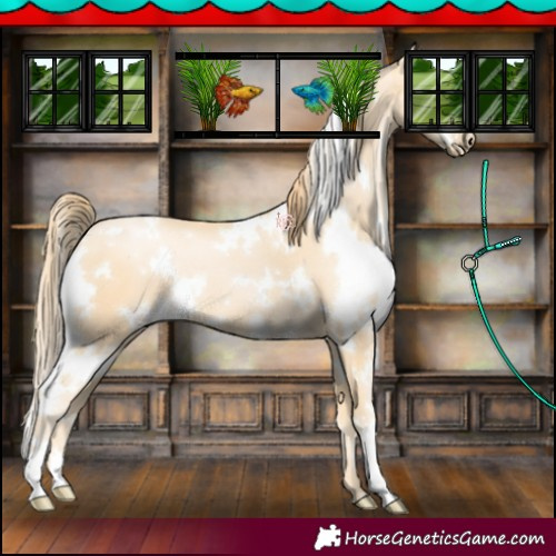 Horse Color:White Spotted Buckskin Pearl 
