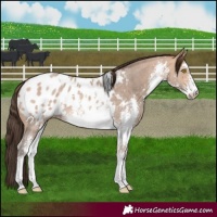Horse Color:White Spotted Amber Champagne Sabino Blanket