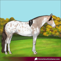Horse Color:White Spotted Amber Champagne Sabino Appaloosa 