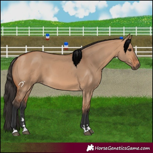 Horse Color:Bay Dun 