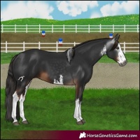Horse Color:Gray White Spotted Liver Chestnut 