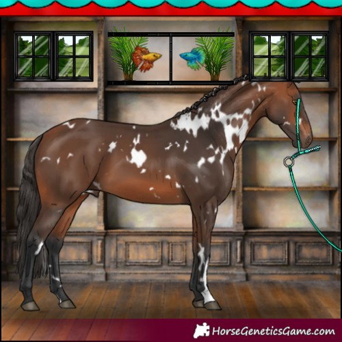 Horse Color:White Spotted Bay 