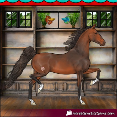 Horse Color:Bay 