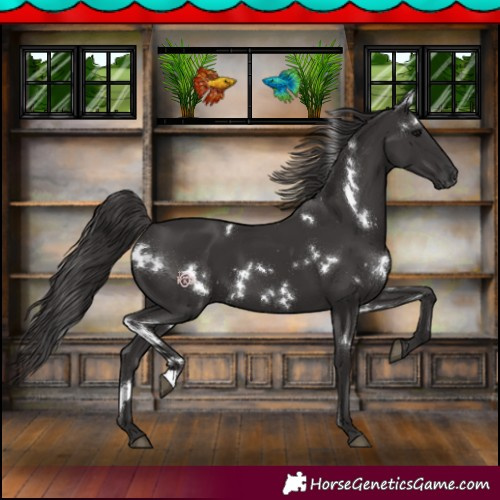 Horse Color:White Spotted Smoky Black 