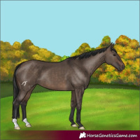 Horse Color:Brown Dun