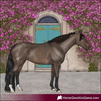 Horse Color:Brown Dun 