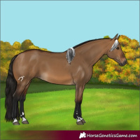 Horse Color:Gray Bay Dun 