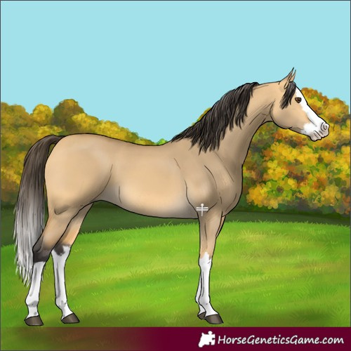 Horse Color:Buckskin Dun Splash 