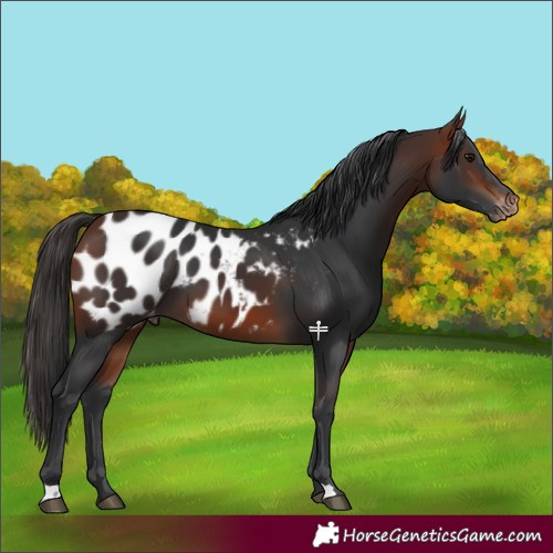 Horse Color:Bay Blanket 