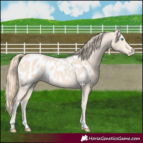 Horse Color:Perlino Near Leopard 