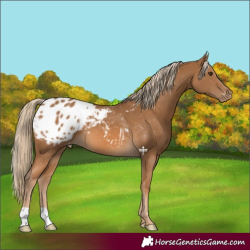 Horse Color:Chocolate Palomino Blanket 