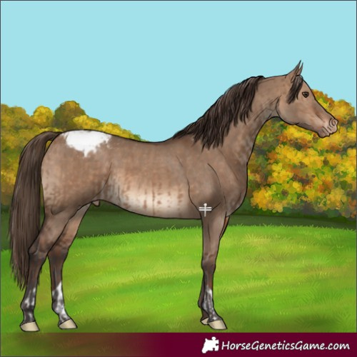 Horse Color:Liver Red Dun Varnish  and Brown Dun Varnish 