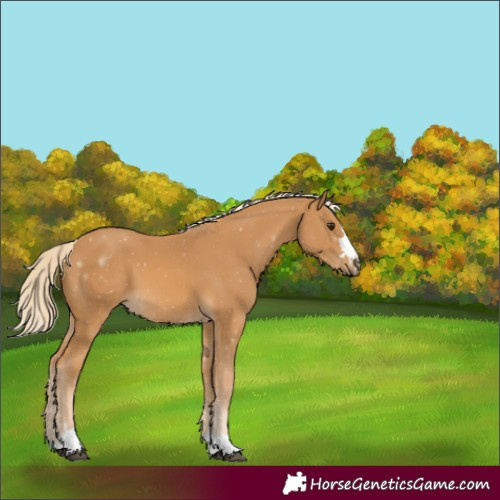 Horse Color:Palomino
