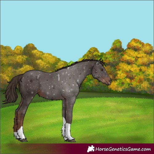Horse Color:Liver Chestnut Tobiano 