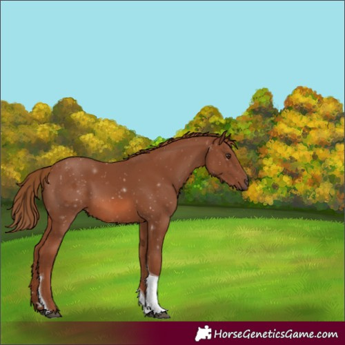 Horse Color:Chestnut Tobiano