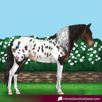 Horse Color:Gray Bay Tobiano Appaloosa 