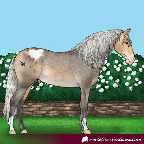 Horse Color:Silver Buckskin Appaloosa Rabicano