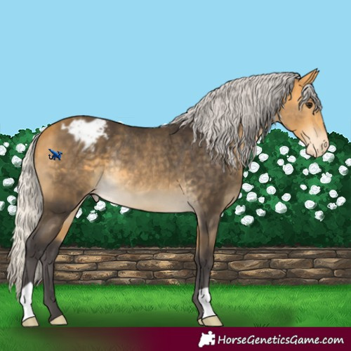 Horse Color:Silver Buckskin Appaloosa Rabicano 