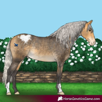 Horse Color:Silver Buckskin Varnish Rabicano 