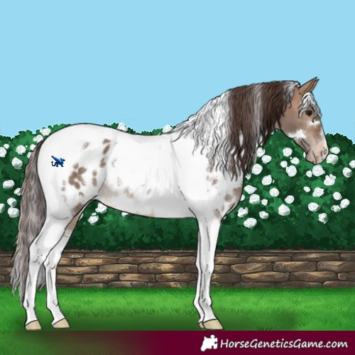 Horse Color:White Spotted Bay Dun Tobiano Appaloosa 