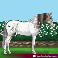 Horse Color:White Spotted Bay Dun Tobiano Near Leopard