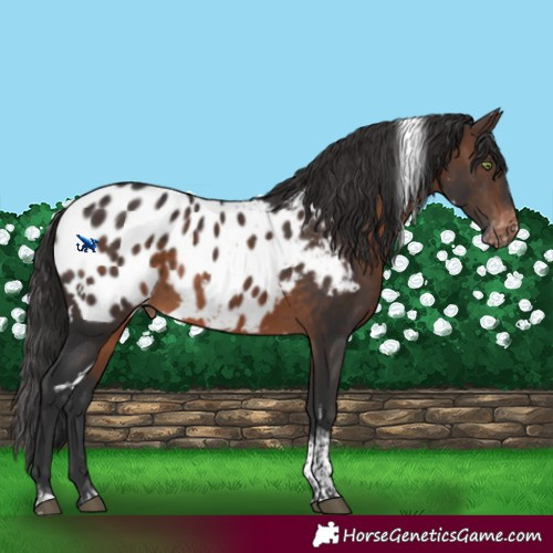 Horse Color:White Spotted Brown Tobiano Appaloosa 