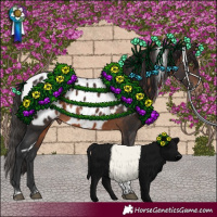 Horse Color:White Spotted Brown Tobiano Appaloosa