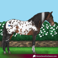 Horse Color:White Spotted Brown Tobiano Appaloosa 