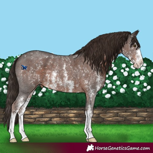 Horse Color:Liver Chestnut Sabino Appaloosa 