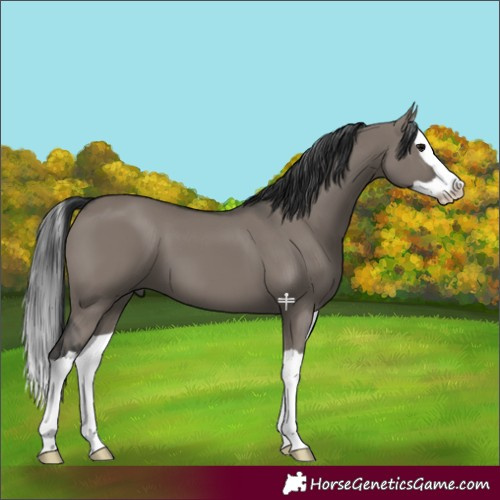 Horse Color:Grullo Splash 