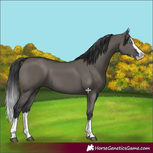 Horse Color:Grullo Splash 