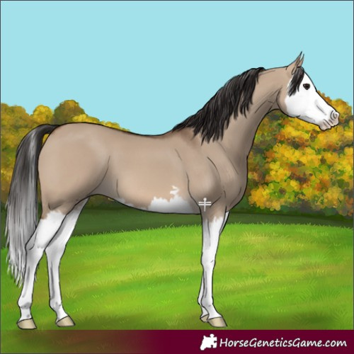 Horse Color:Brown Dun Splash 