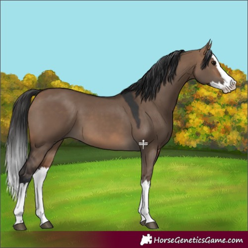 Horse Color:Brown Dun Splash 