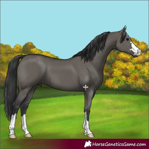 Horse Color:Grullo 