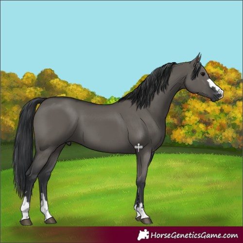 Horse Color:Grullo 