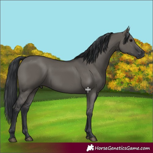 Horse Color:Grullo 
