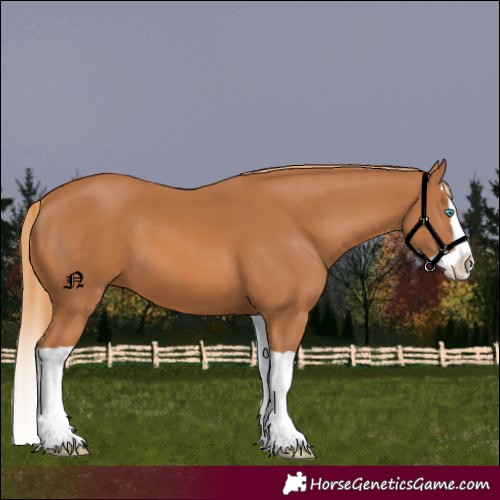 Horse Color:Chestnut Splash 