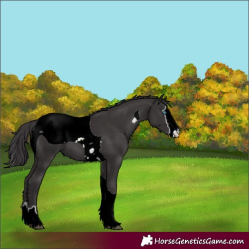Horse Color:ERROR: UNKNOWN ANOMALY