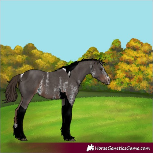 Horse Color:ERROR: UNKNOWN ANOMALY