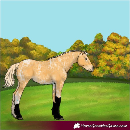 Horse Color:Palomino Ice Tobiano