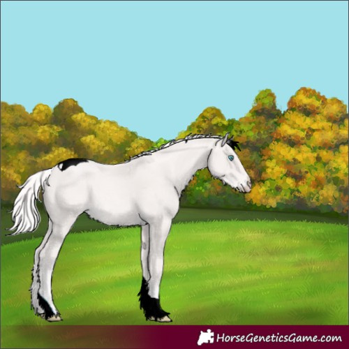 Horse Color:Cremello Tobiano 